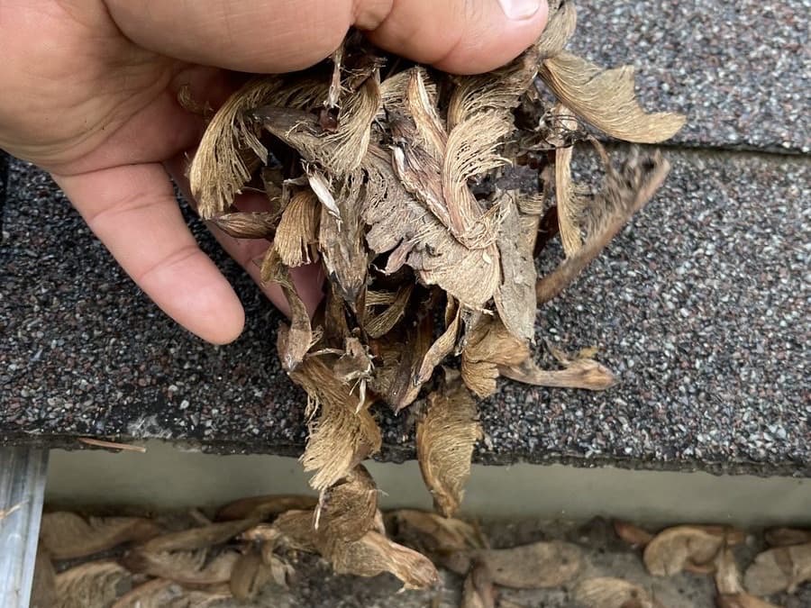 Scooping maple seeds out of a clogged gutter by hand